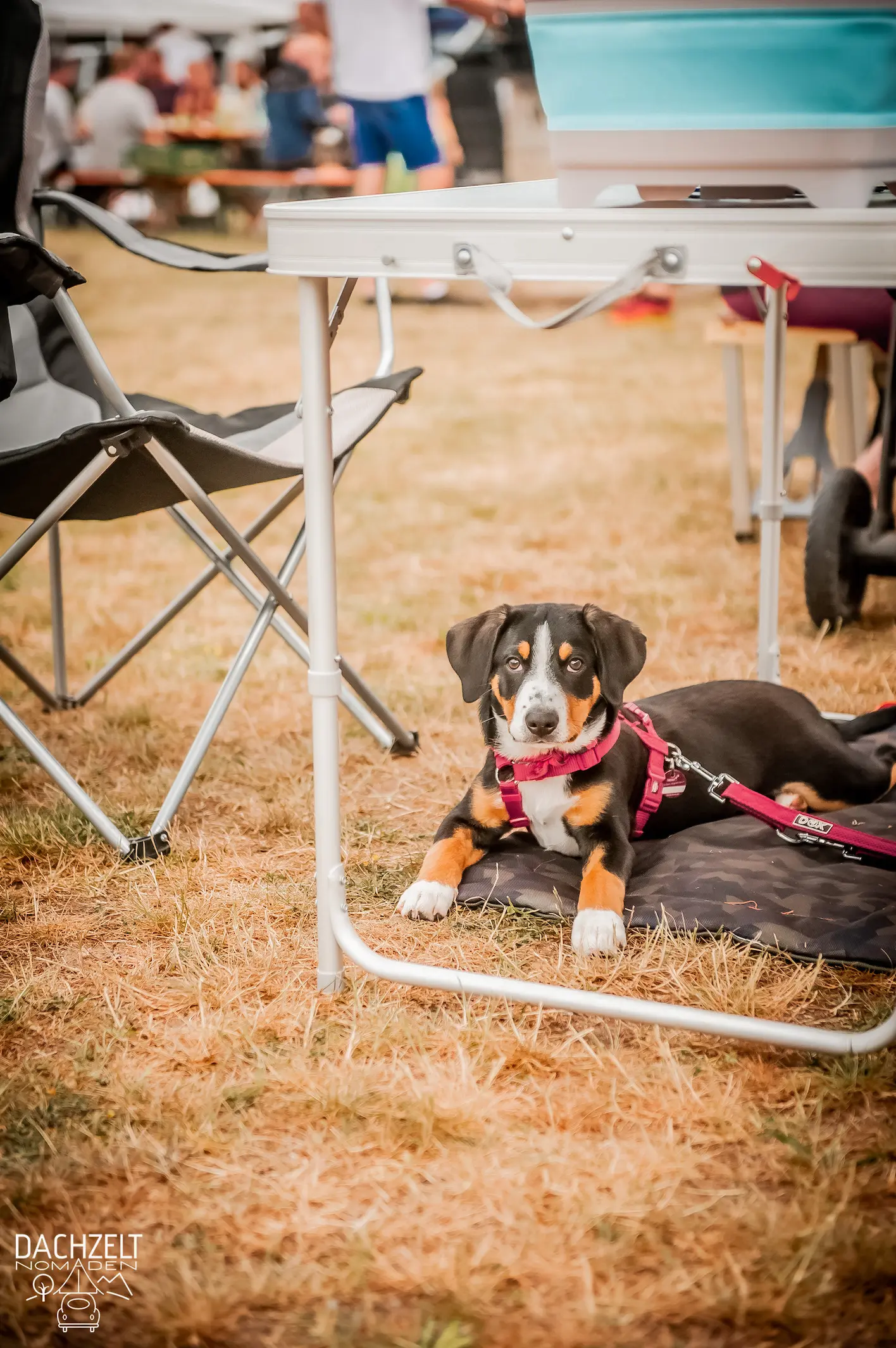 DACHZELT POPUP Thulba 2022