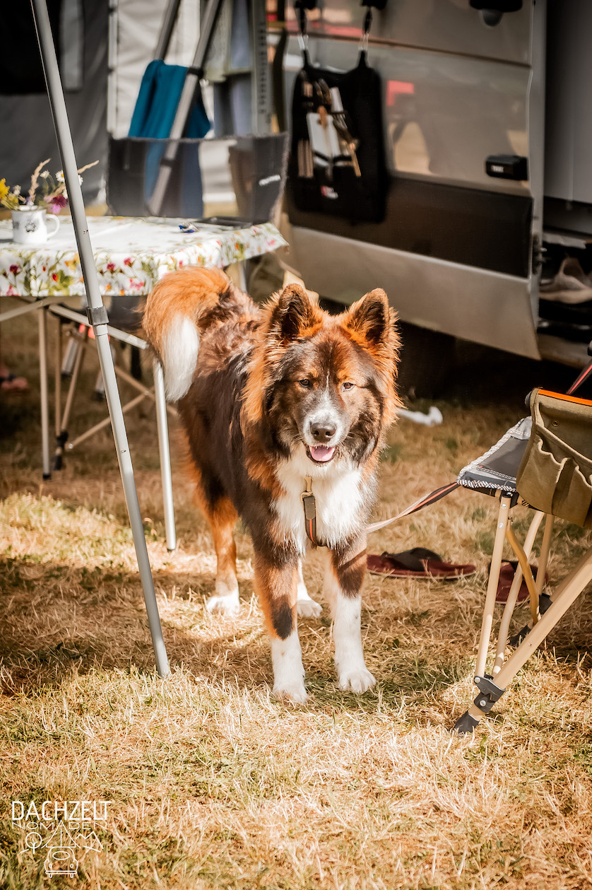 DACHZELT POPUP Thulba 2022