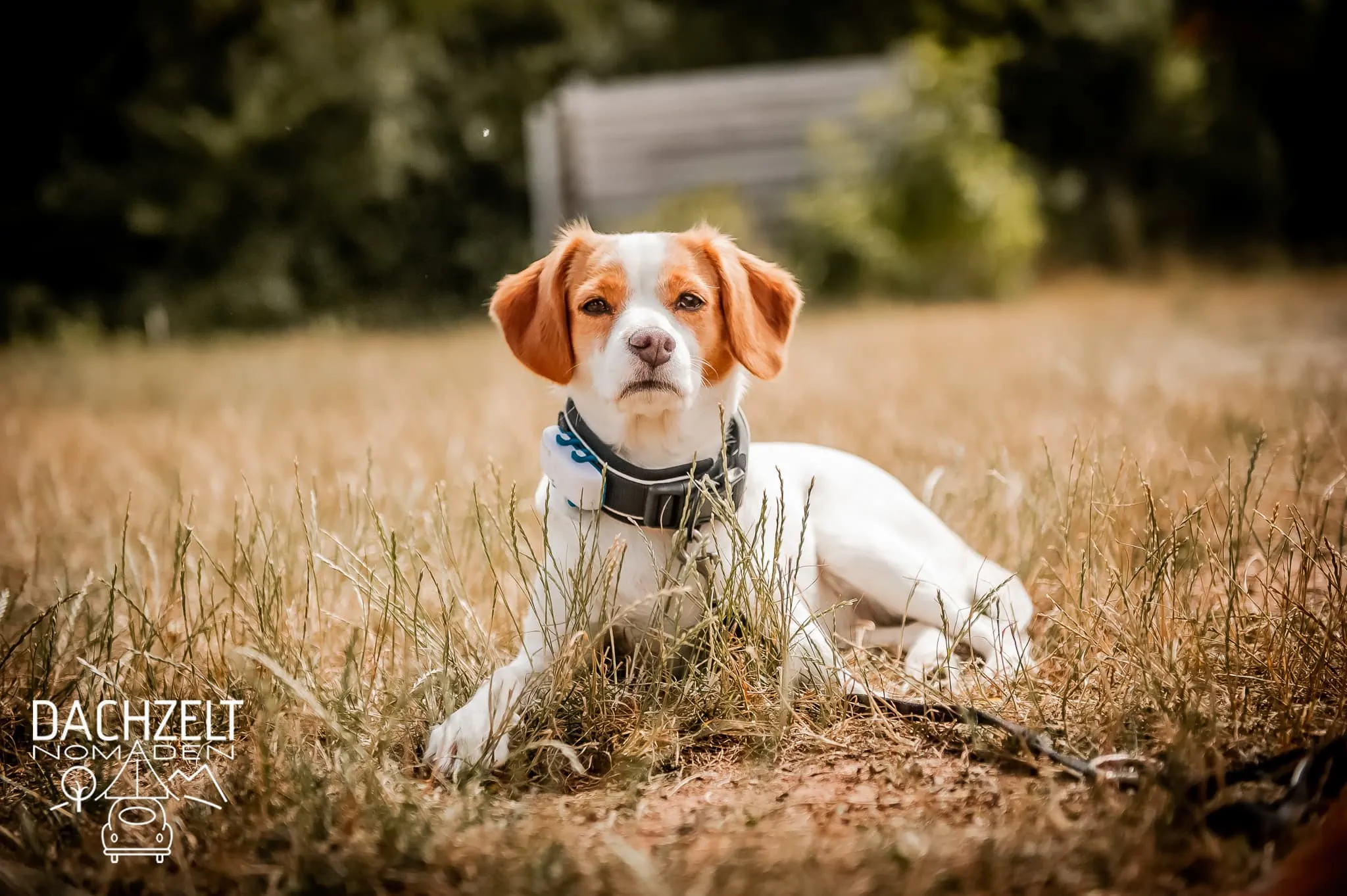 DACHZELT POPUP Nordhessen 2022