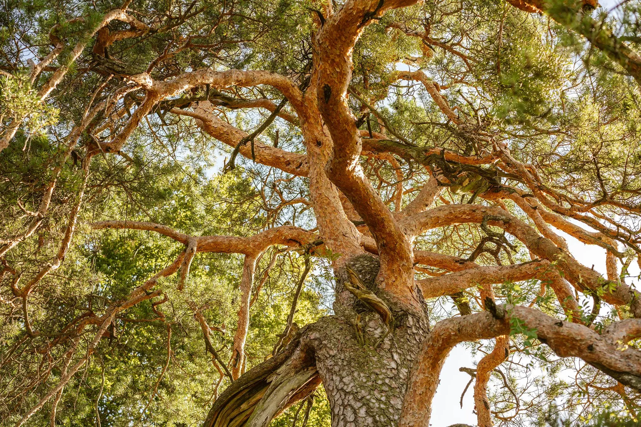DACHZELT CAMP Altmühltal 2018
