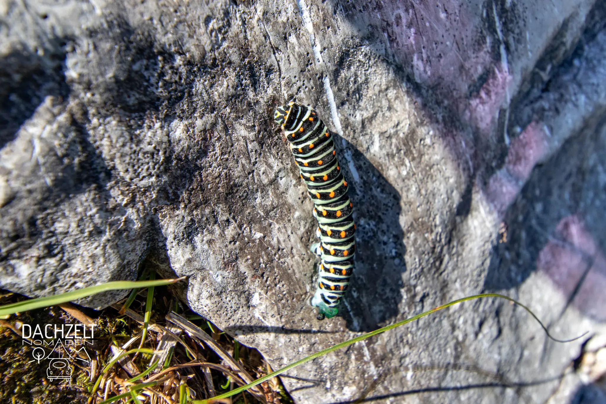 DACHZELT MEETUP Schweiz 2019