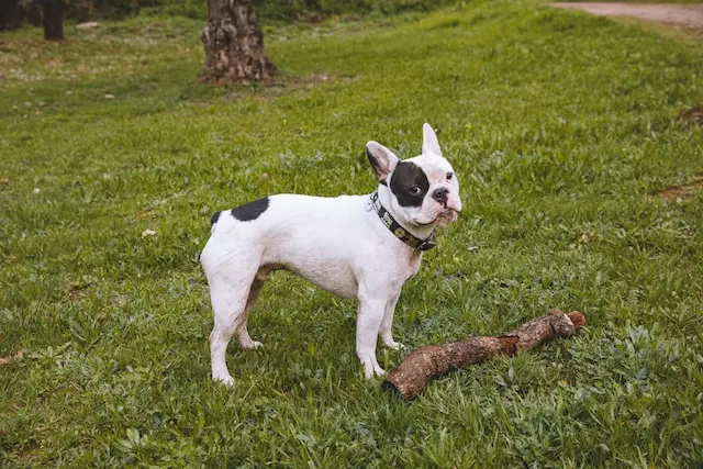 DACHZELT SILVESTER CAMP Portugal 2022/ 2023