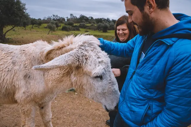 DACHZELT SILVESTER CAMP 2022/ 2023