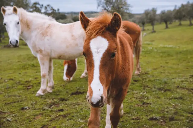 DACHZELT SILVESTER CAMP 2022/ 2023