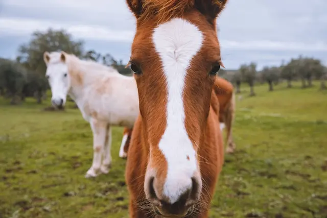 DACHZELT SILVESTER CAMP Portugal 2022/ 2023