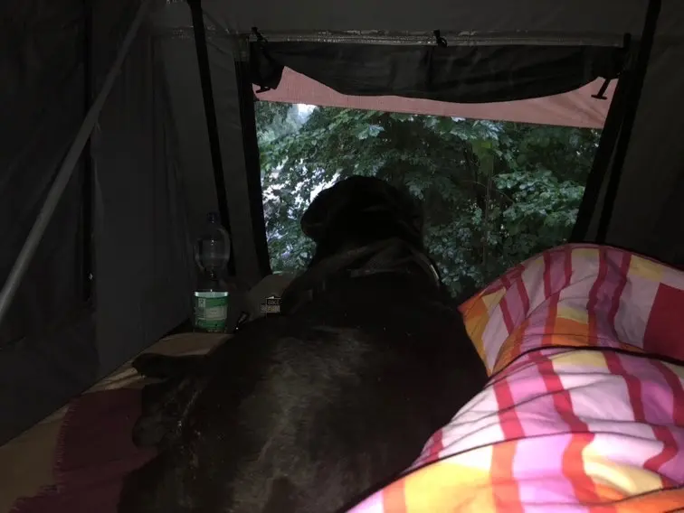 Hund im Dachzelt