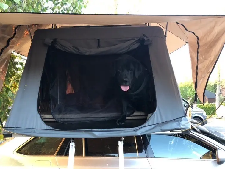 Hund im Dachzelt