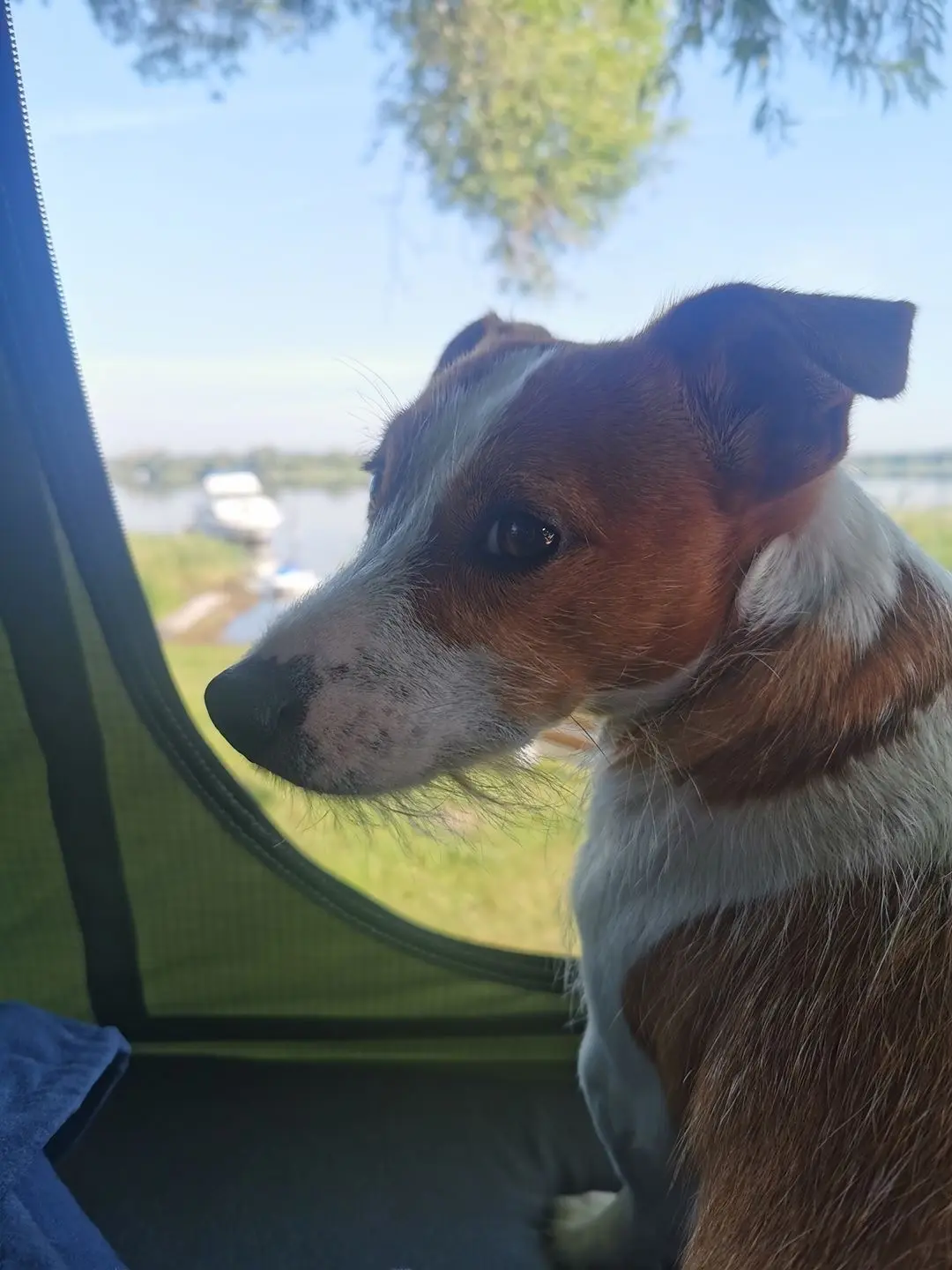 Hund im Dachzelt