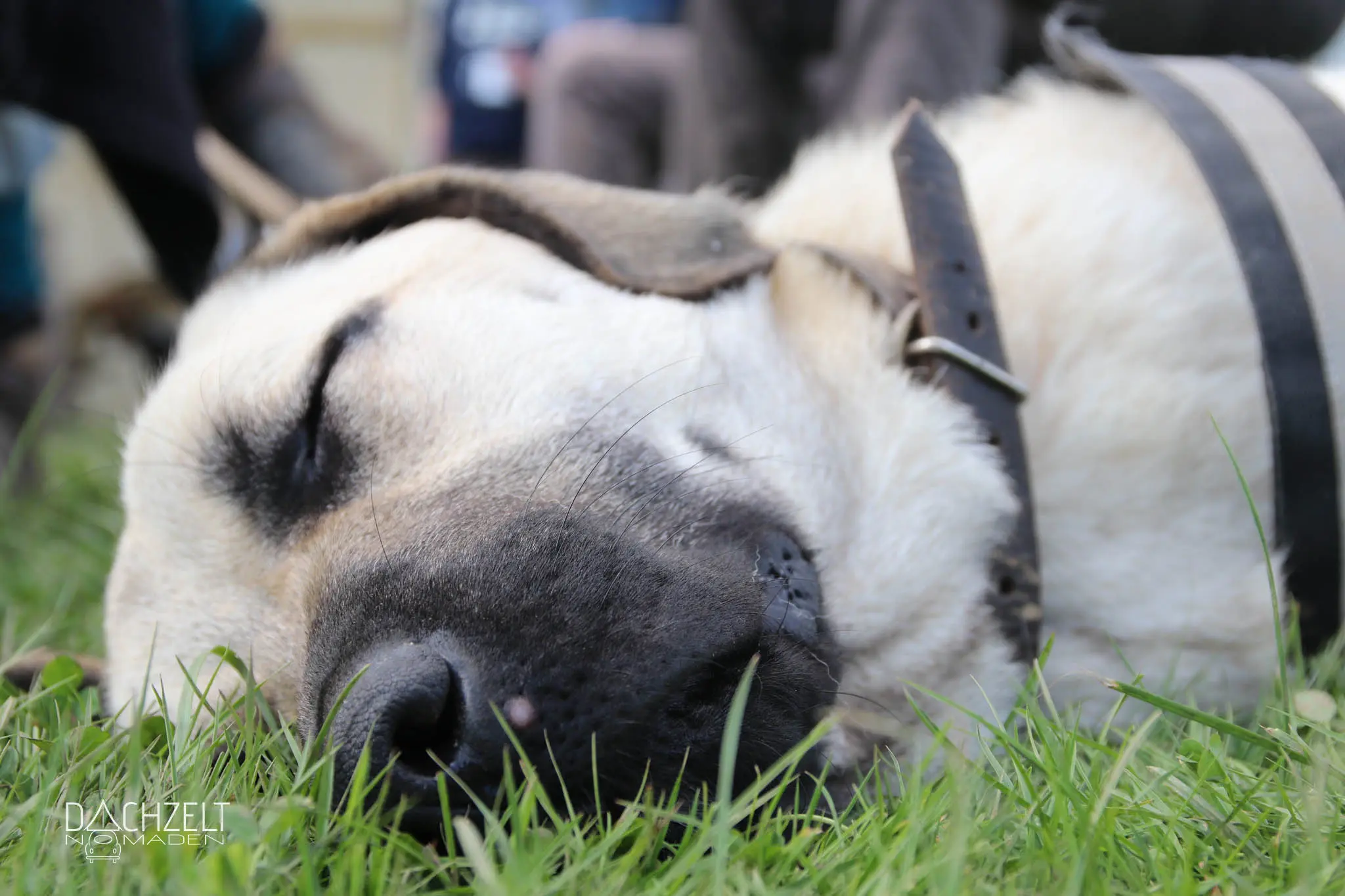 Das erste Dachzeltnomaden-Treffen der Welt 2017