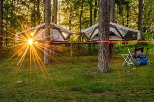 Dachzelte in Bäumen aufgehangen wald sonnenstrahlen