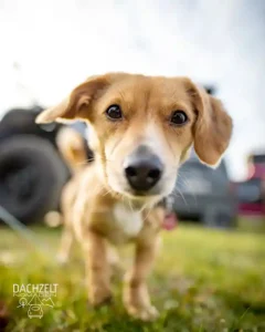 DACHZELT SILVESTER CAMP 2019/ 2020 Hund