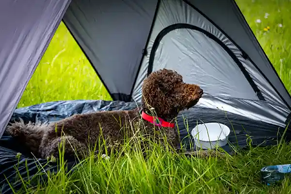 DACHZELT CAMP Thüringen Camp