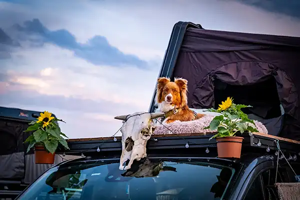 DACHZELT CAMP Thüringen Camp