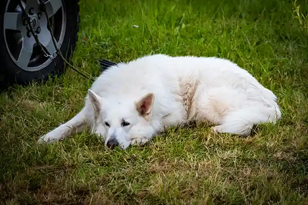 DACHZELT CAMP Thüringen Camp
