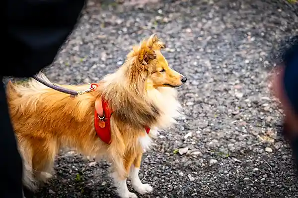 DACHZELT CAMP Thüringen Aktivitäten