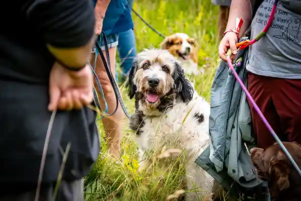 DACHZELT CAMP Thüringen Aktivitäten