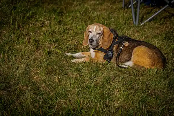 DACHZELT CAMP Bayern 2024
