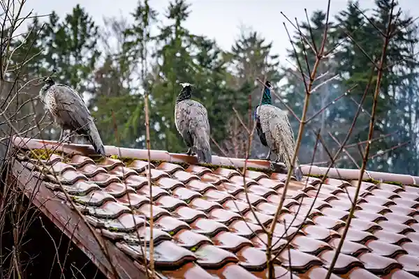 DACHZELT Winter CAMP 2024