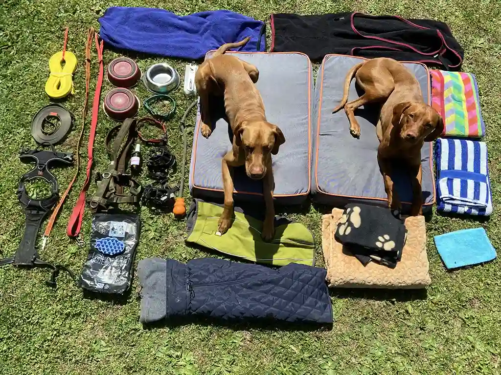 zwei hunde mit hunde zubehör