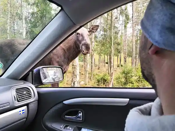 Mann im Auto Elch