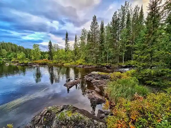 See mit wald im hintergrund tannen, glasklares wasser