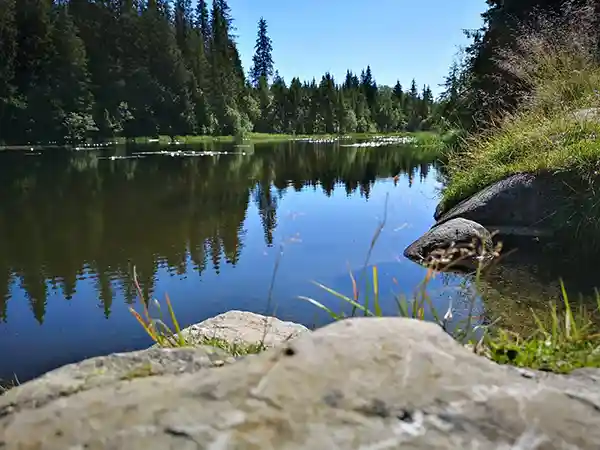 Seeufer wald spiegelklares wasser Lillehammer Norwegen