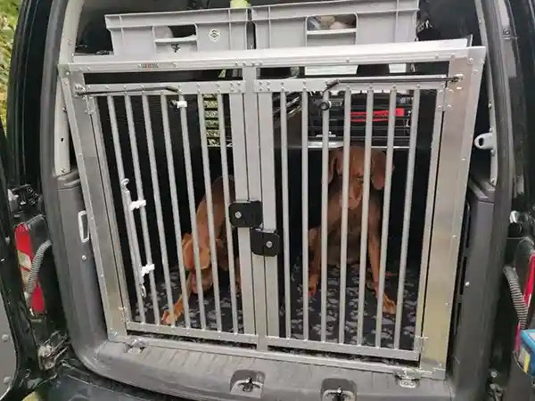 hundebox kofferraum auto mit hund