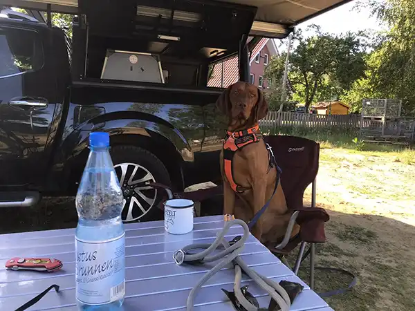 Hund sitzt auf einem Campingstuhl an einem Campingtisch