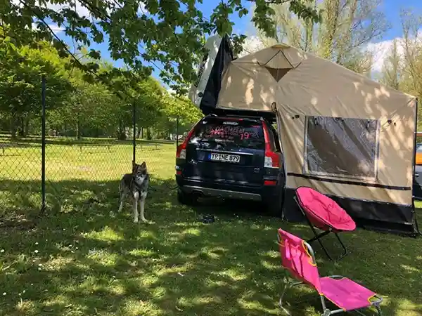 auto mit dachzelt und hund