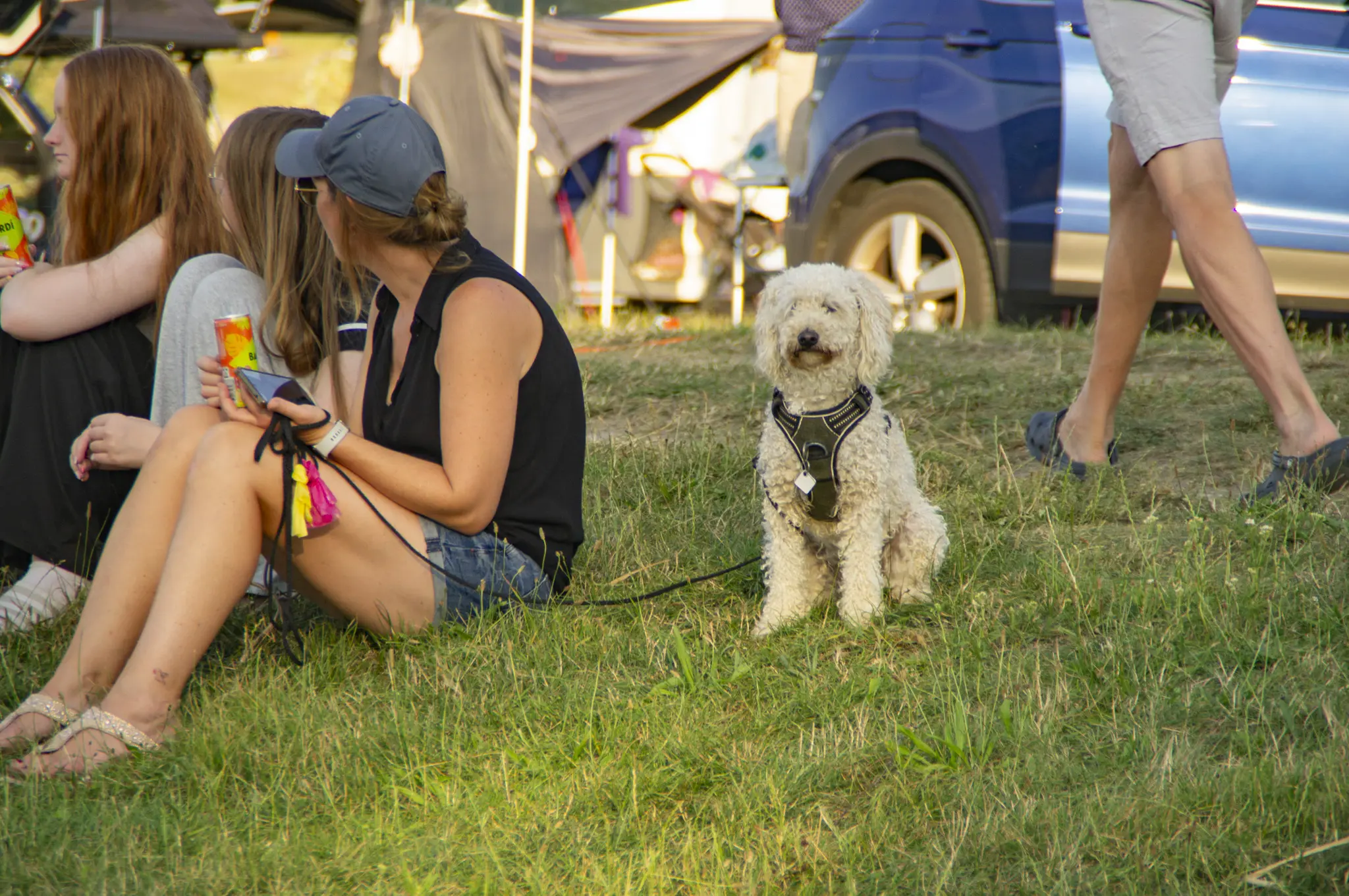 Hund beim DACHZELT Sommer CAMP 2026 am Mondsee