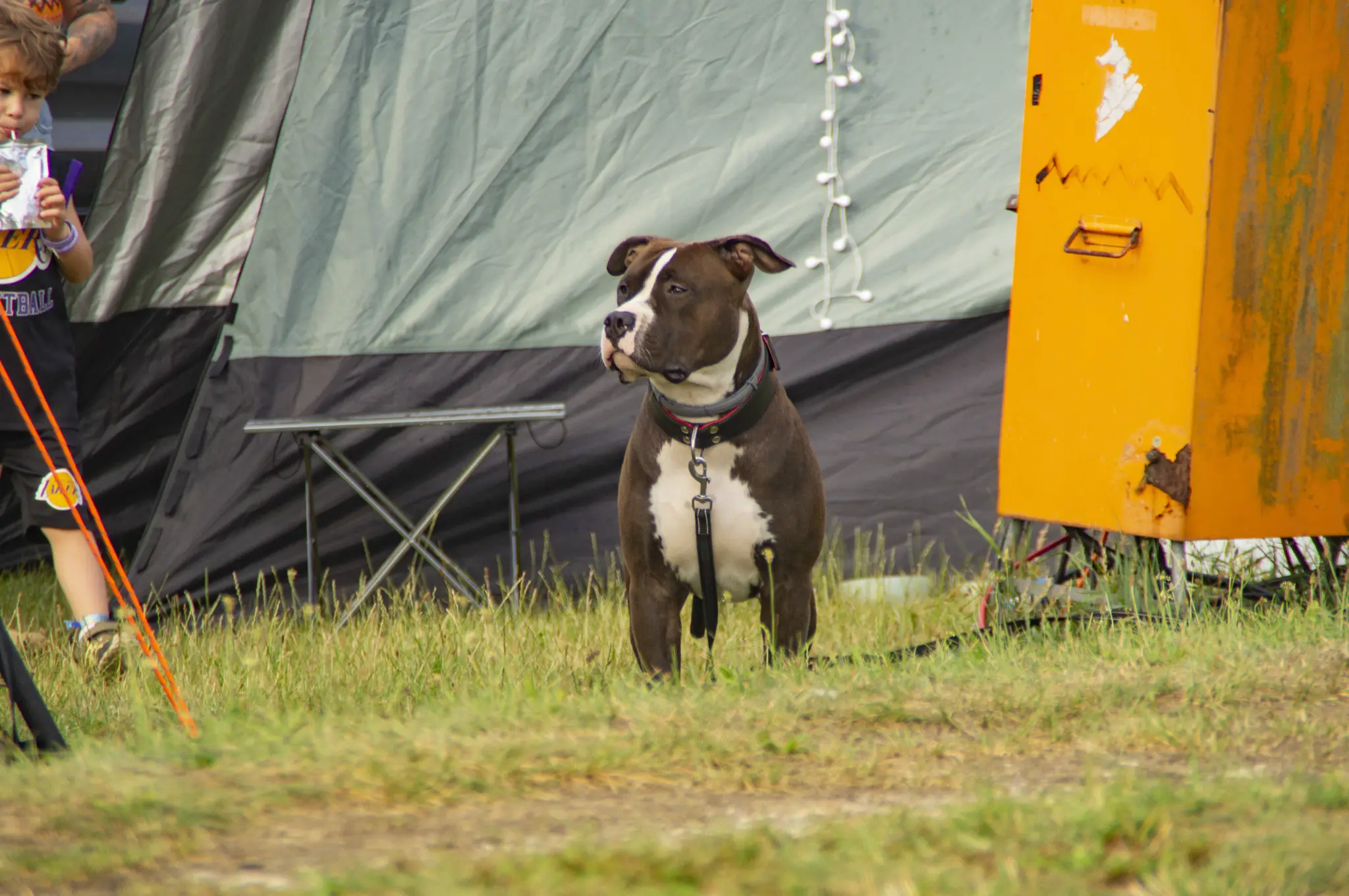 Hund an der Leine auf der Campwiese am Mondsee