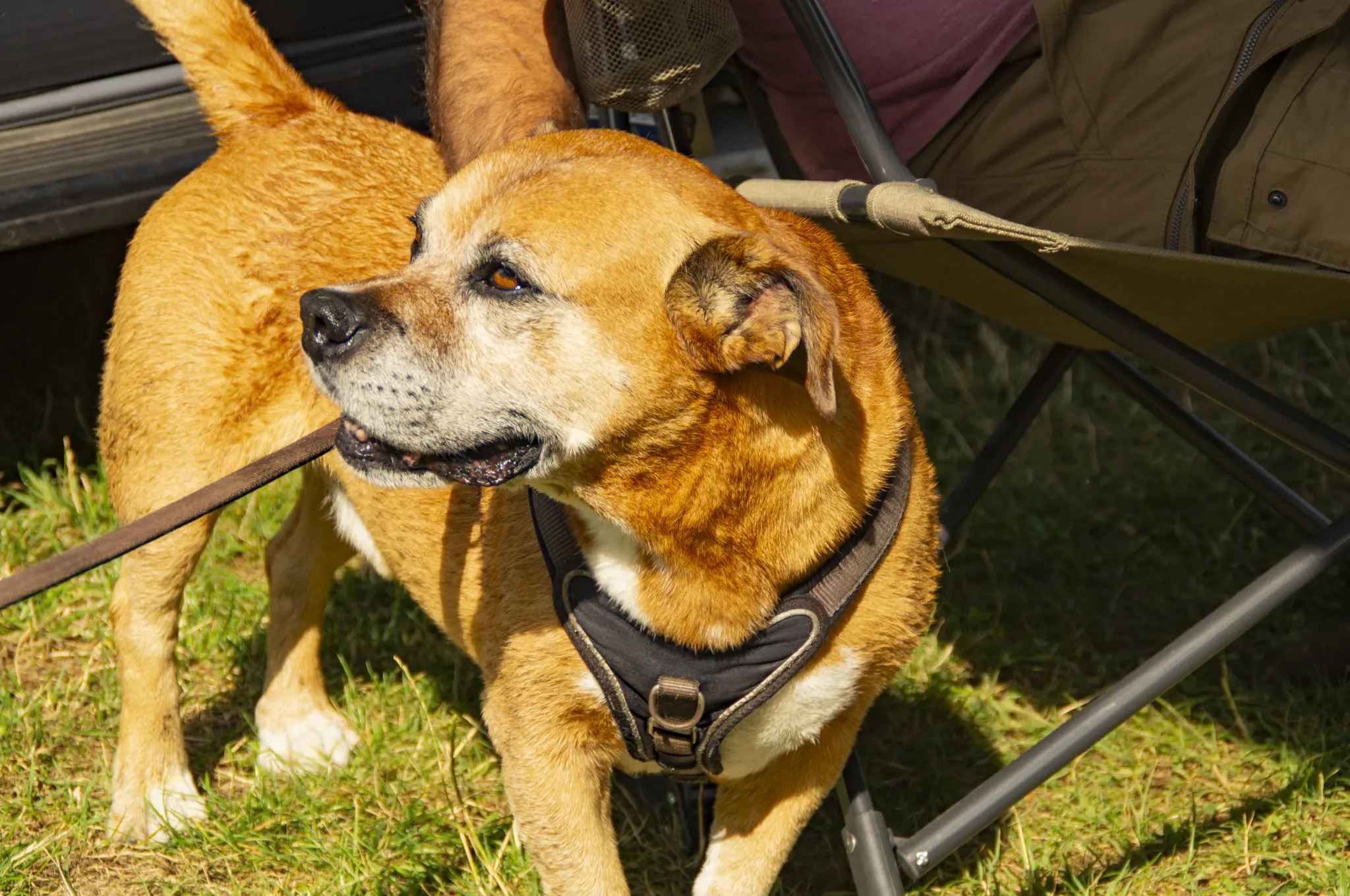 Camper mit Hund beim Sommer CAMP 2026