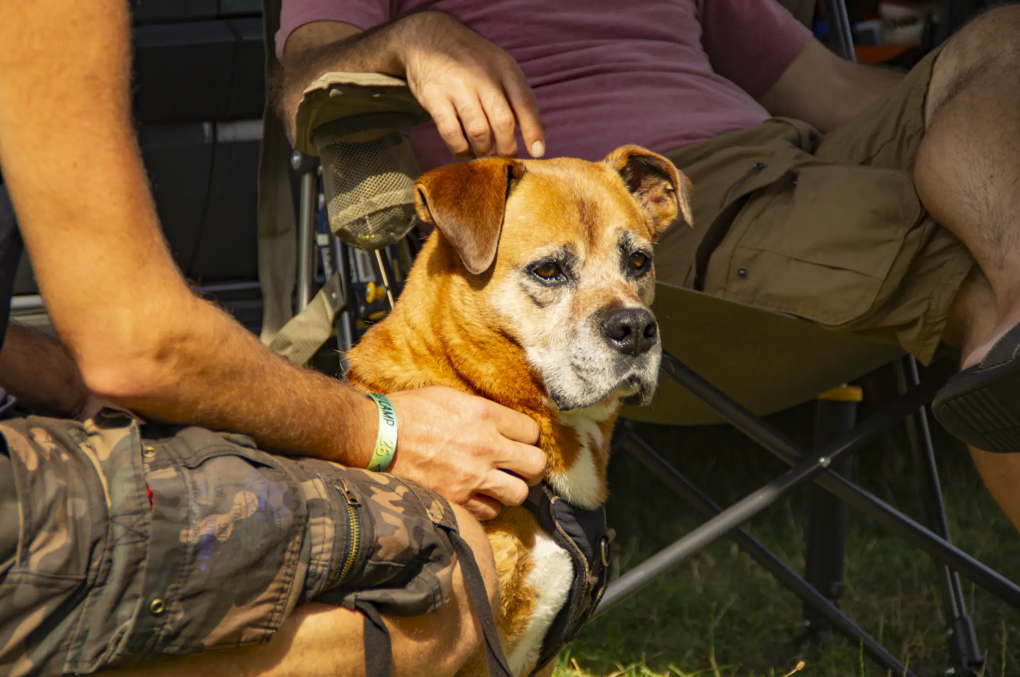 Hund entspannt neben dem Dachzelt