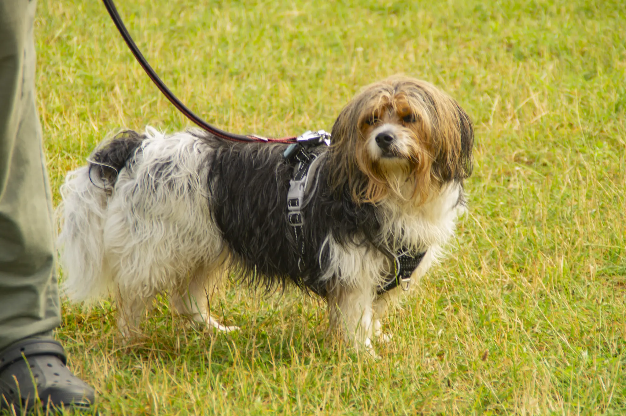 Abkühlung für Hunde am Mondsee beim Sommer CAMP